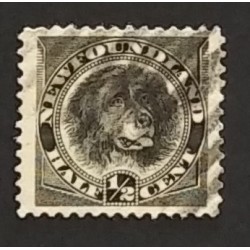 Newfoundland 58 F Used