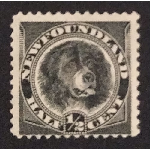 Newfoundland 58 MNG